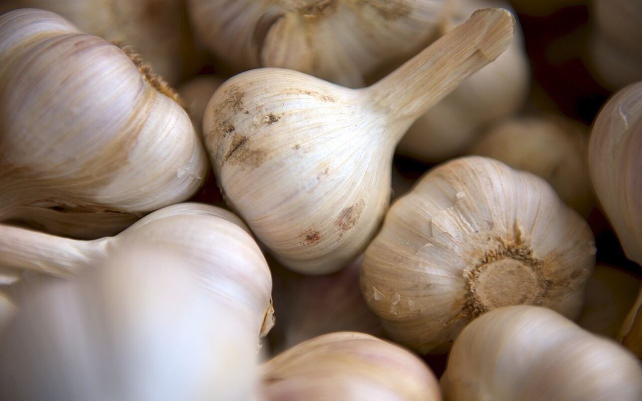 Garlic bulbs