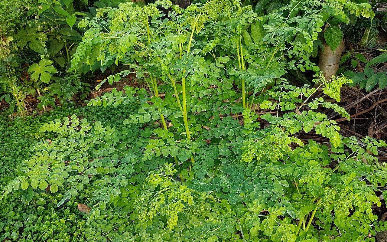 Moringa leaves