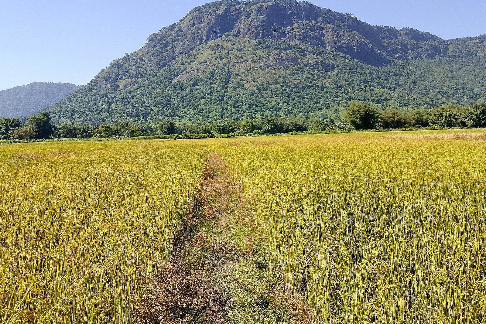 Rice paddy field in India